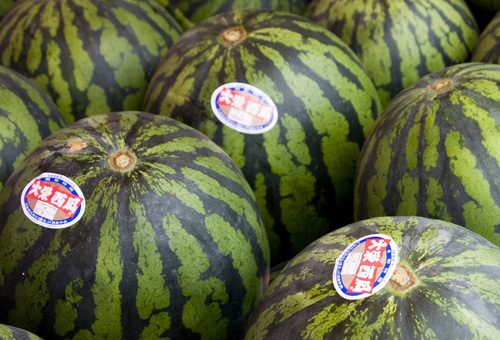 Tottori Watermelon